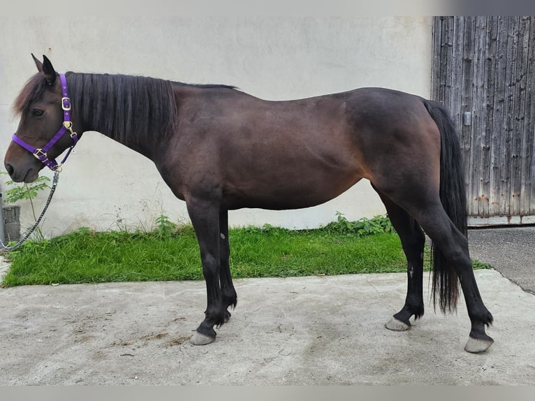 Pura sangre irlandés Yegua 8 años 160 cm Castaño in Dornbirn