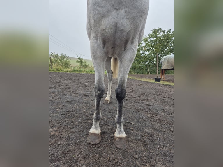 Purosangue arabo Castrone 10 Anni 151 cm Grigio in Sulzbach
