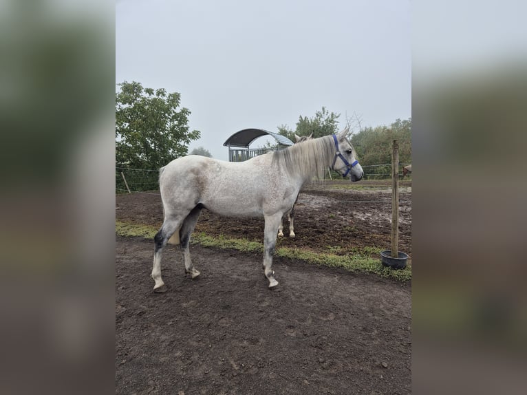 Purosangue arabo Castrone 10 Anni 151 cm Grigio in Sulzbach