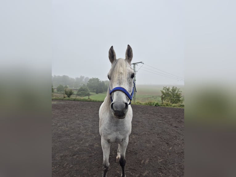 Purosangue arabo Castrone 10 Anni 151 cm Grigio in Sulzbach