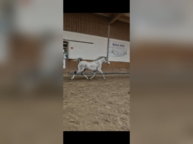 Purosangue arabo Castrone 10 Anni 151 cm Grigio in Sulzbach