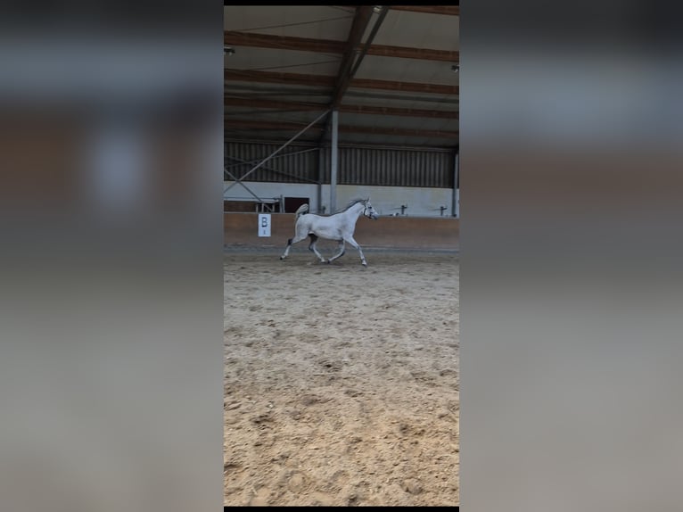 Purosangue arabo Castrone 10 Anni 151 cm Grigio in Sulzbach