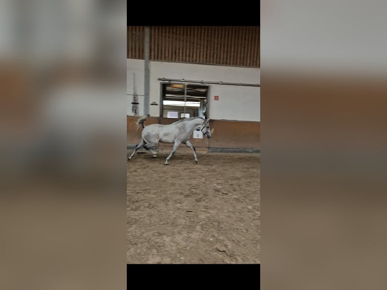 Purosangue arabo Castrone 10 Anni 151 cm Grigio in Sulzbach