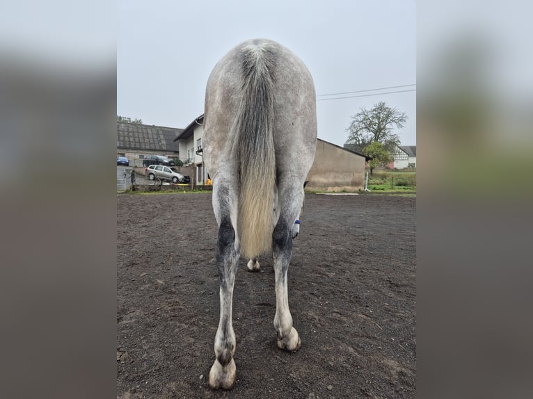 Purosangue arabo Castrone 10 Anni 151 cm Grigio in Sulzbach