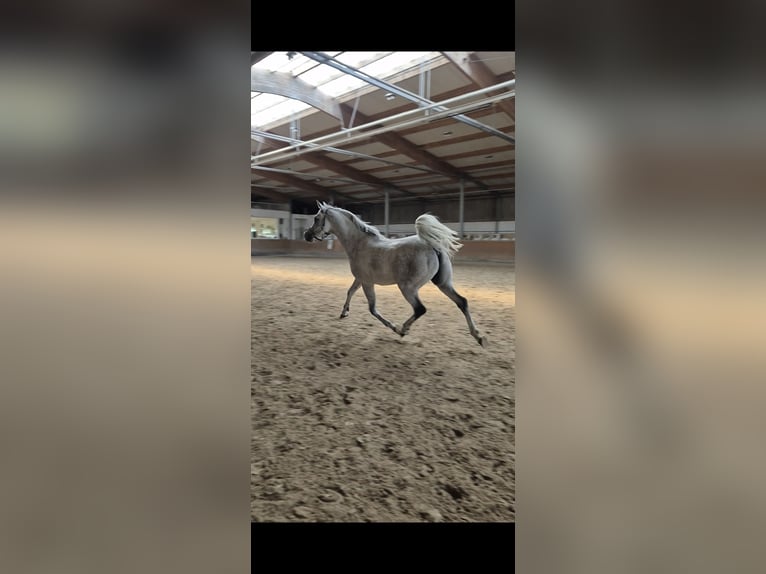 Purosangue arabo Castrone 10 Anni 151 cm Grigio in Sulzbach