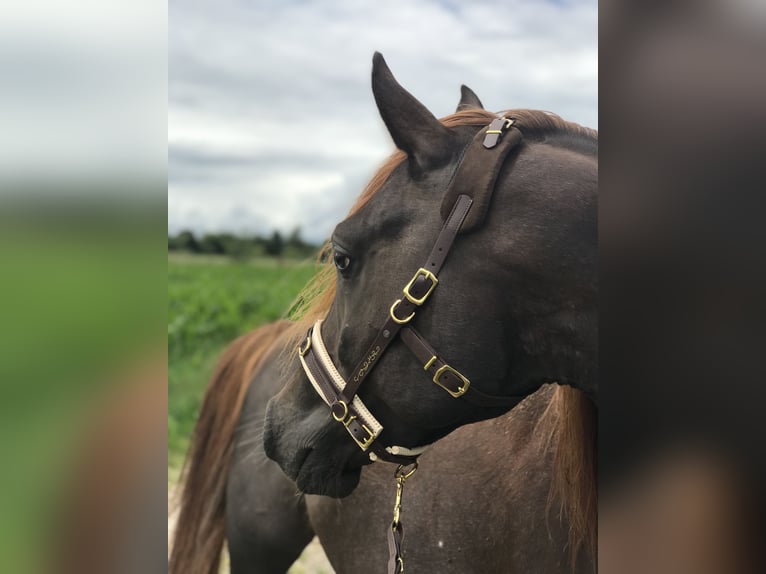 Purosangue arabo Castrone 10 Anni 154 cm Sauro scuro in Emkendorf