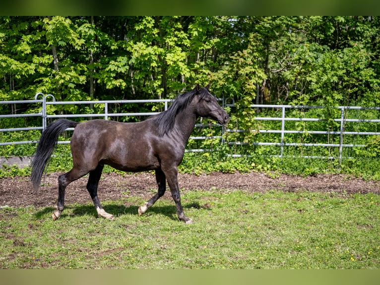 Purosangue arabo Castrone 10 Anni 155 cm Morello in Corcelles BE