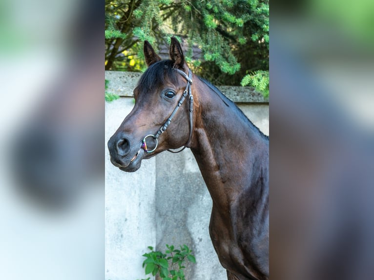 Purosangue arabo Castrone 10 Anni 159 cm Baio in Wawrów
