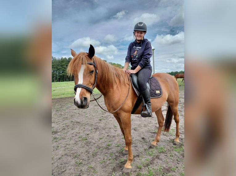 Purosangue arabo Castrone 10 Anni 162 cm Sauro in Essen
