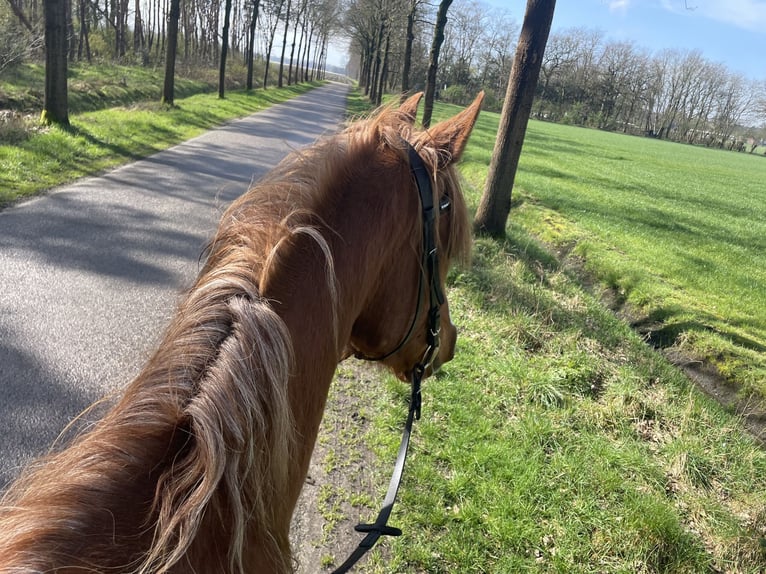 Purosangue arabo Castrone 10 Anni 162 cm Sauro in Essen