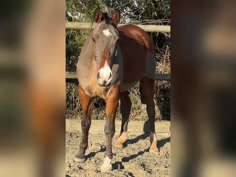 Purosangue arabo Castrone 10 Anni 163 cm Baio ciliegia in Penthaz