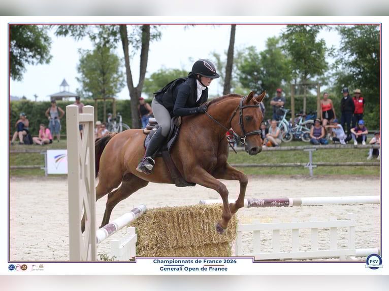 Purosangue arabo Castrone 11 Anni 149 cm Sauro scuro in COUTANCES