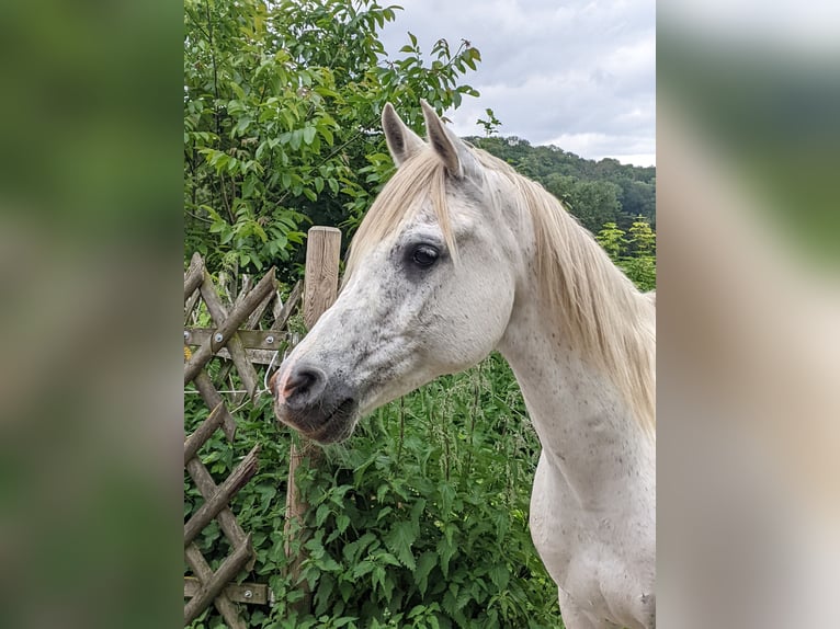 Purosangue arabo Castrone 11 Anni 151 cm Grigio trotinato in Bovenden