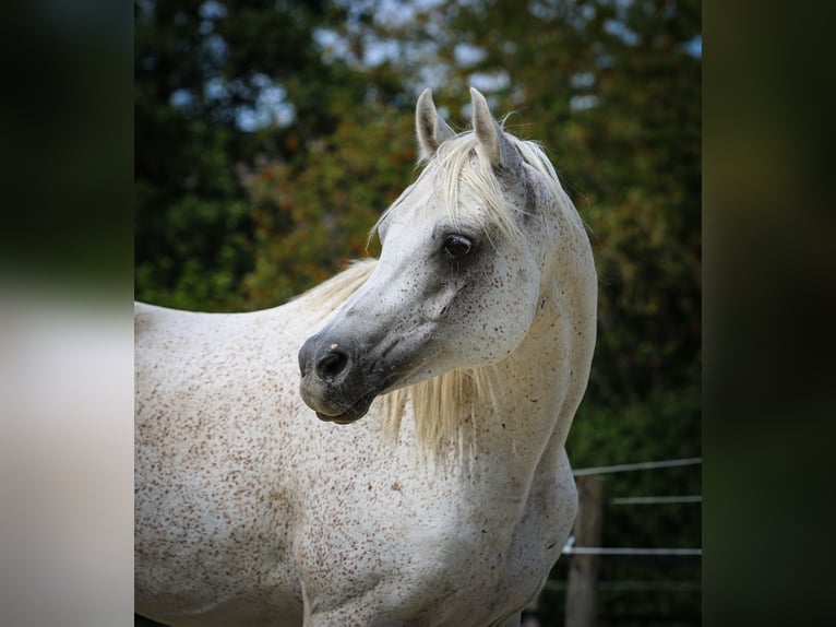 Purosangue arabo Castrone 11 Anni 154 cm Grigio trotinato in Bergkamen