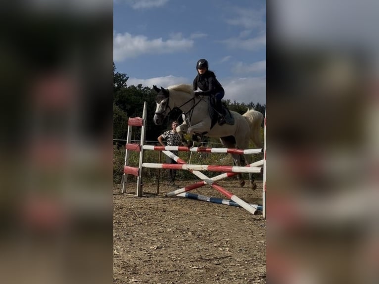 Purosangue arabo Castrone 11 Anni 155 cm Grigio in Kończyce Małe