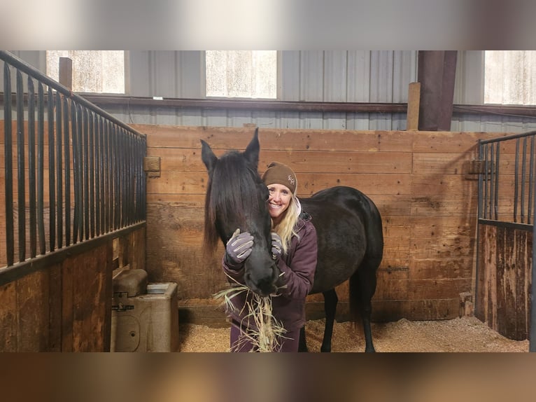 Purosangue arabo Castrone 12 Anni 152 cm Morello in Excelsior Springs