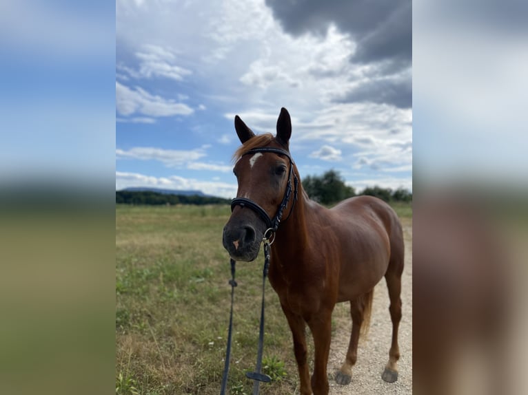 Purosangue arabo Castrone 12 Anni 154 cm Sauro in Kirchheim unter Teck