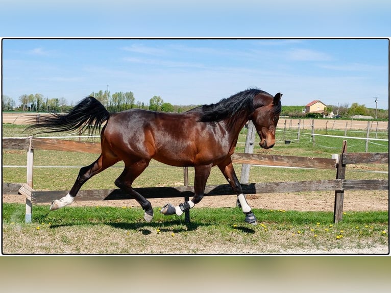 Purosangue arabo Castrone 12 Anni 155 cm Baio nero in Rixheim