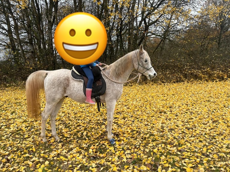 Purosangue arabo Castrone 13 Anni 148 cm Grigio trotinato in Battenberg (Eder)Battenberg