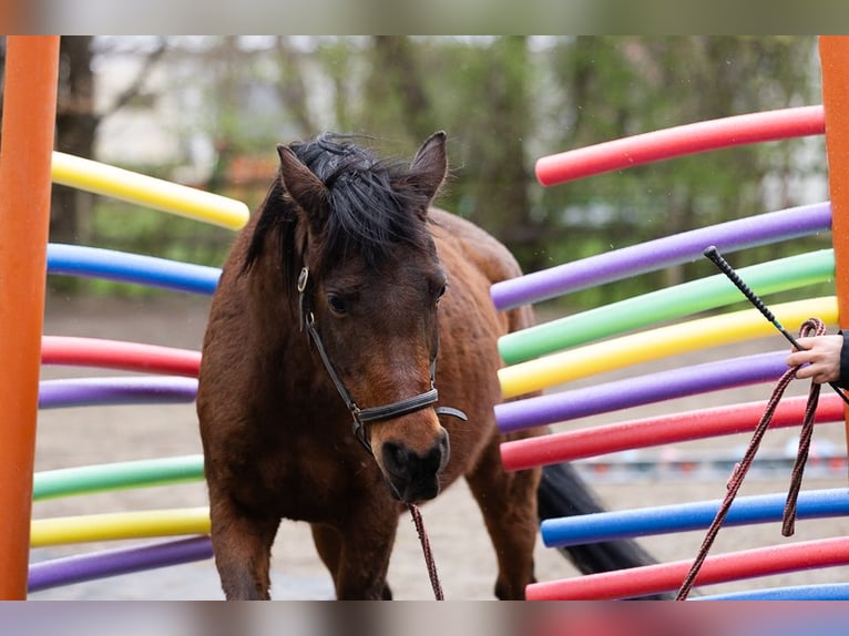 Purosangue arabo Castrone 13 Anni 150 cm Baio in Mammendorf