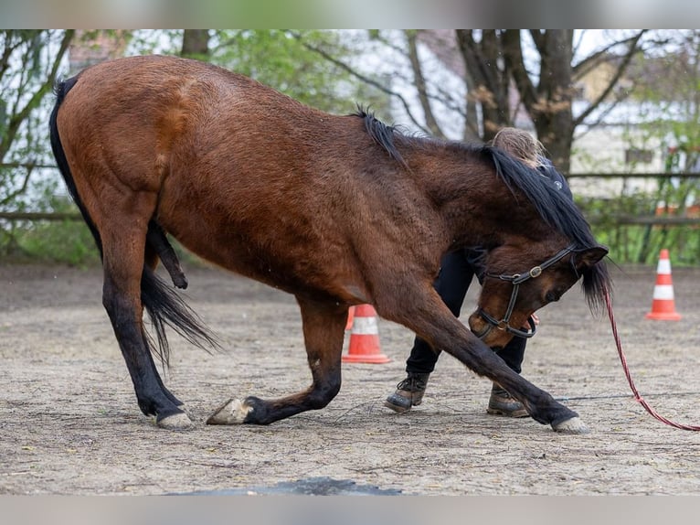 Purosangue arabo Castrone 13 Anni 150 cm Baio in Mammendorf