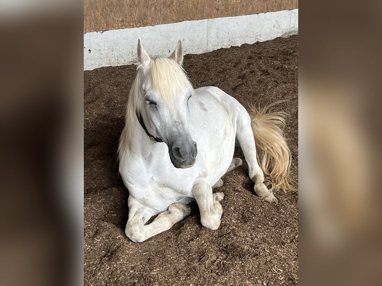 Purosangue arabo Castrone 13 Anni 150 cm Grigio in Langerringen