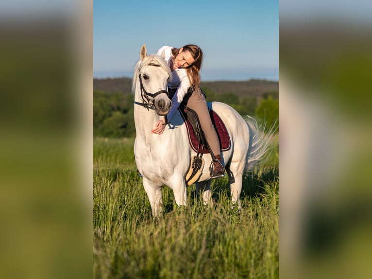 Purosangue arabo Castrone 13 Anni 150 cm Grigio in Langerringen