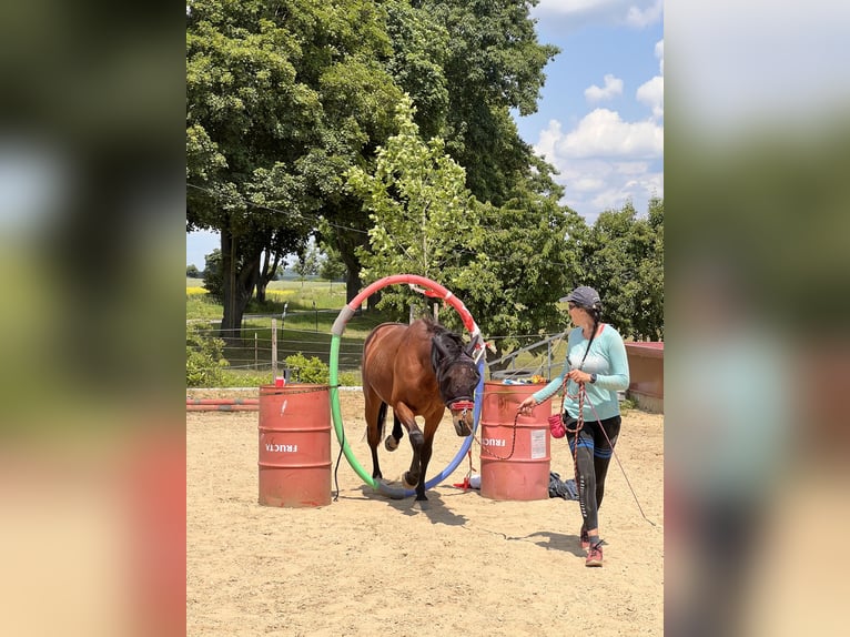 Purosangue arabo Castrone 13 Anni 152 cm Baio in Saal an der Donau