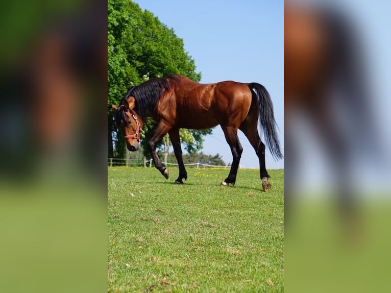 Purosangue arabo Castrone 13 Anni 152 cm Baio in Saal an der Donau