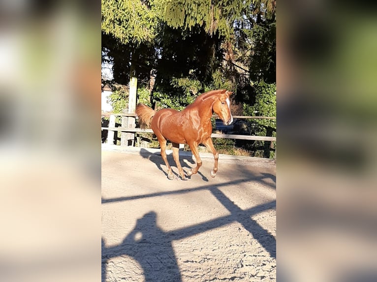 Purosangue arabo Castrone 13 Anni 152 cm Sauro in Salzburg