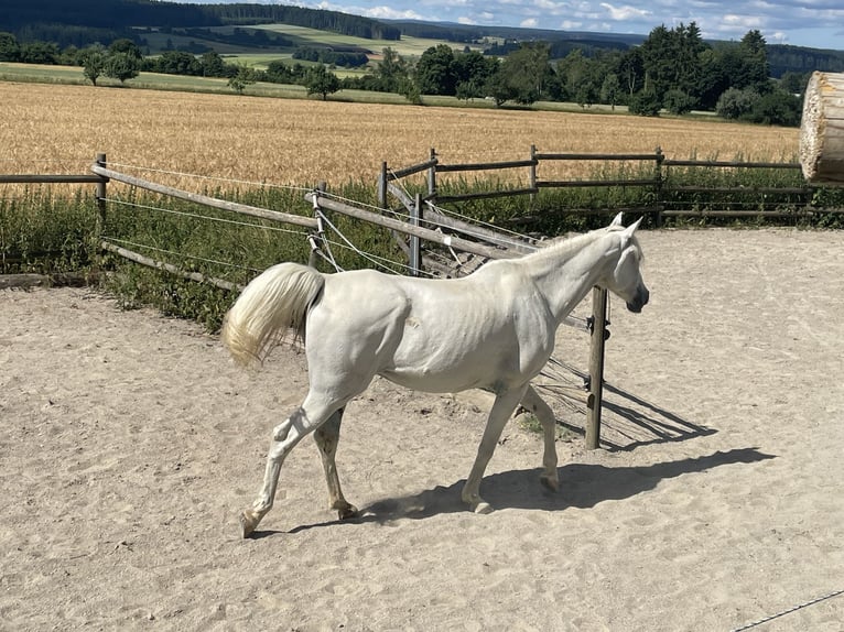 Purosangue arabo Castrone 13 Anni 155 cm Grigio in Dunningen