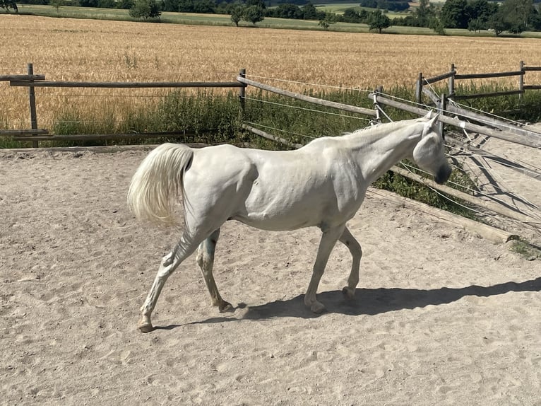 Purosangue arabo Castrone 13 Anni 155 cm Grigio in Dunningen