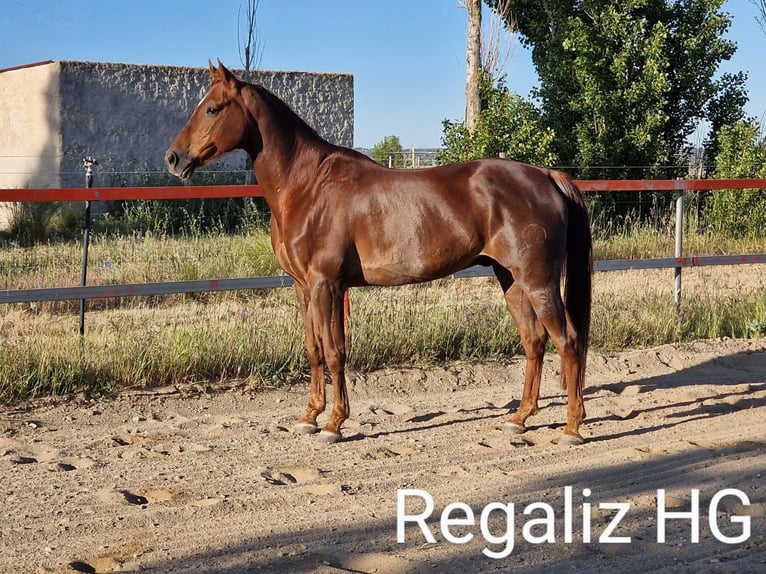Purosangue arabo Castrone 13 Anni 156 cm Sauro scuro in Villacastin