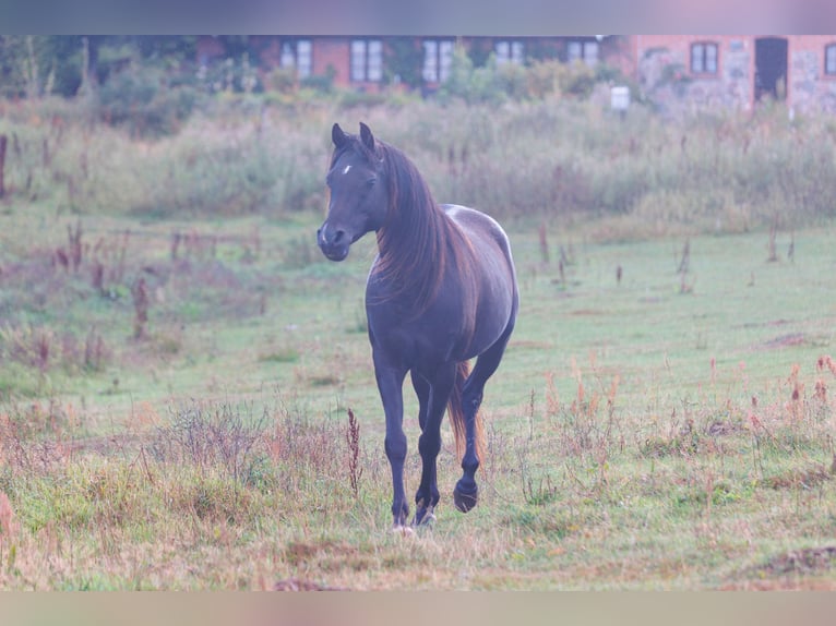 Purosangue arabo Castrone 13 Anni 158 cm Morello in Hobro