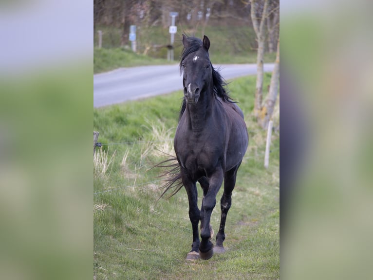 Purosangue arabo Castrone 13 Anni 158 cm Morello in Hobro