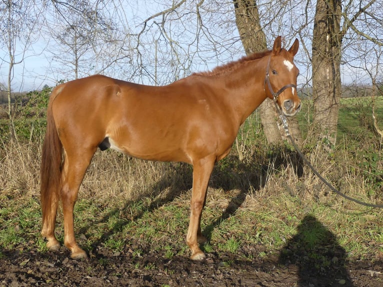 Purosangue arabo Castrone 13 Anni 158 cm Sauro in Herzberg am Harz