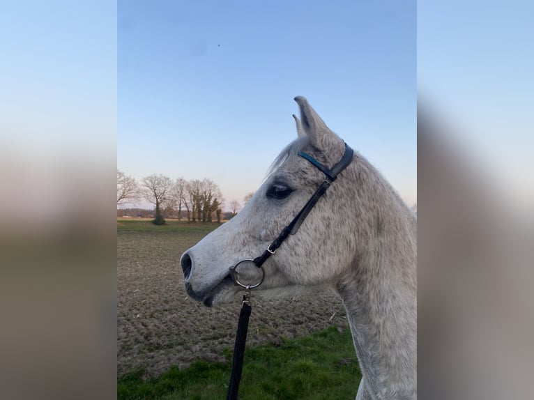 Purosangue arabo Castrone 13 Anni 159 cm Grigio trotinato in Papenburg