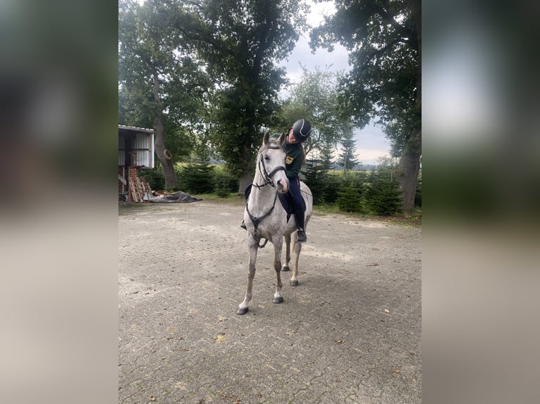 Purosangue arabo Castrone 13 Anni 159 cm Grigio trotinato in Papenburg