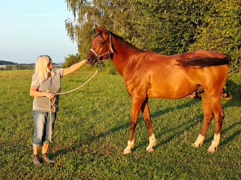 Purosangue arabo Castrone 13 Anni 160 cm Baio in Mank