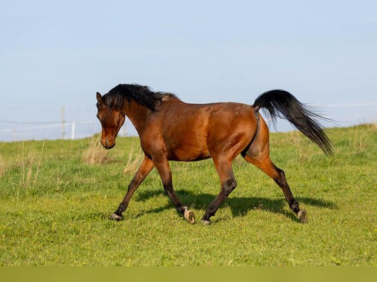 Purosangue arabo Castrone 14 Anni 150 cm Baio in Mittelstetten