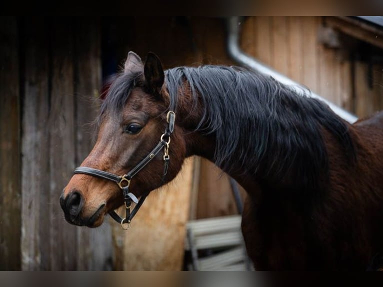 Purosangue arabo Castrone 14 Anni 150 cm Baio in Mittelstetten