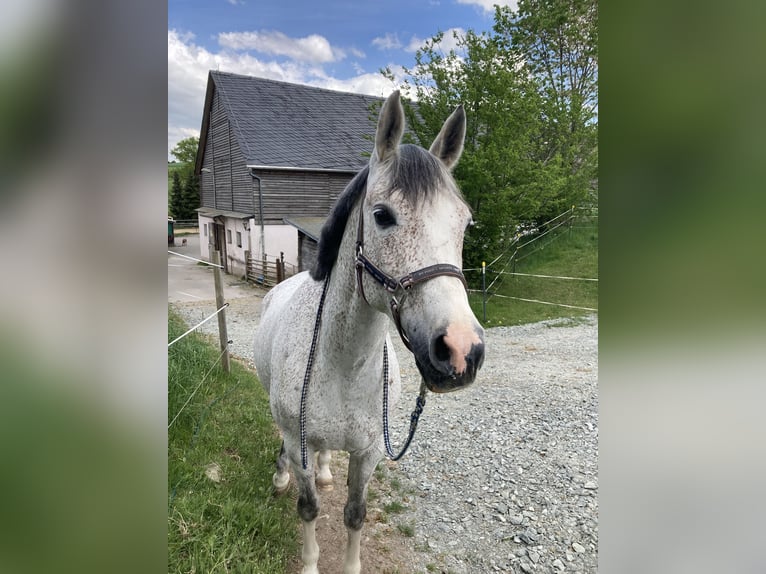 Purosangue arabo Castrone 14 Anni 153 cm Grigio trotinato in Chemnitz