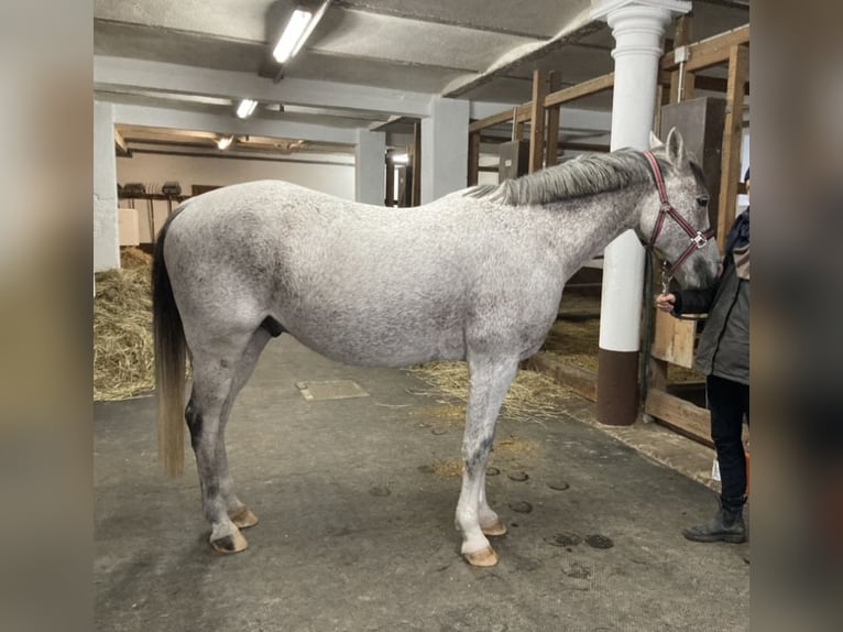 Purosangue arabo Castrone 14 Anni 153 cm Grigio trotinato in Chemnitz