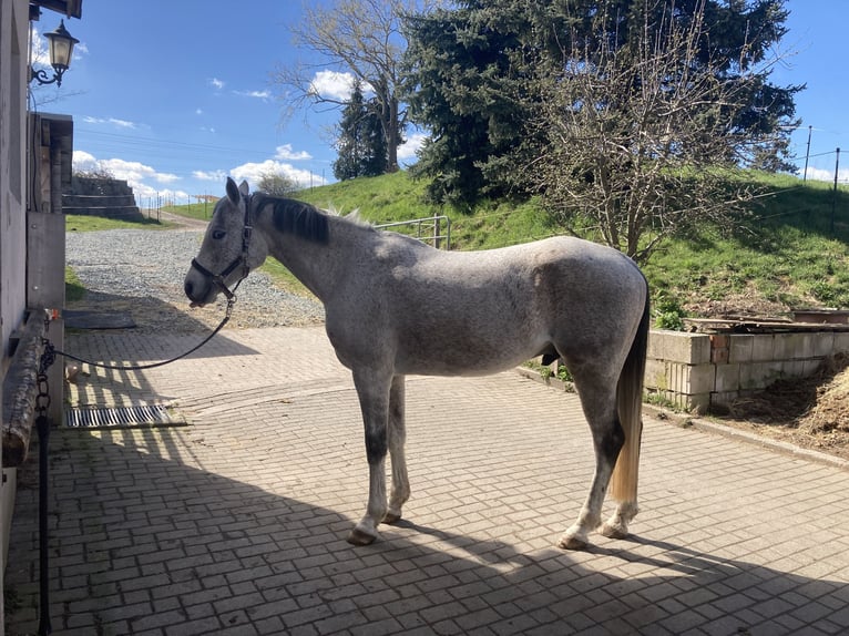 Purosangue arabo Castrone 14 Anni 153 cm Grigio trotinato in Chemnitz