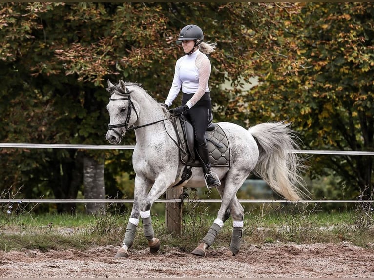 Purosangue arabo Castrone 15 Anni 148 cm Grigio pezzato in Waldbronn