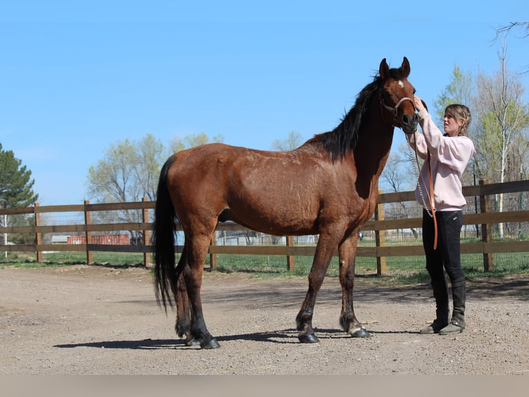 Purosangue arabo Castrone 16 Anni 152 cm Baio ciliegia in Fort Collins, CO