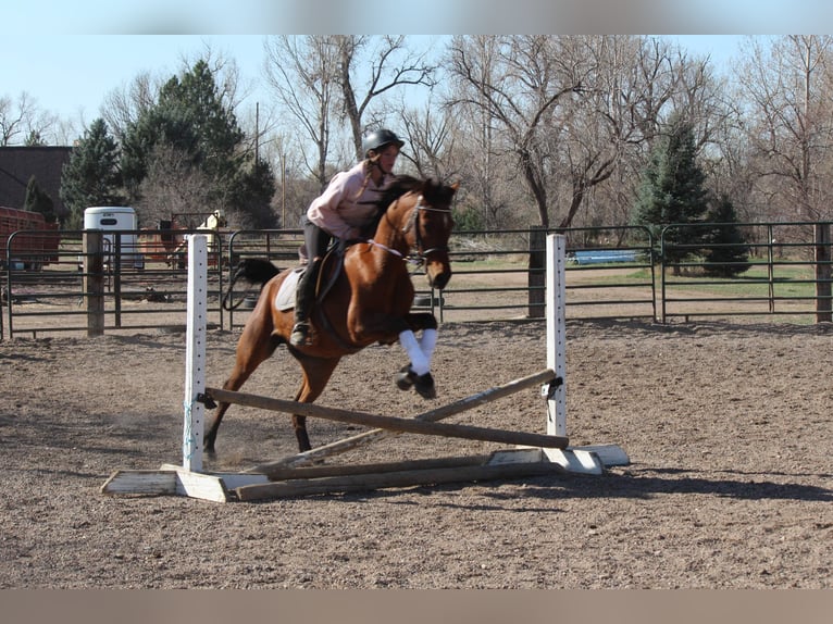Purosangue arabo Castrone 16 Anni 152 cm Baio ciliegia in Fort Collins, CO