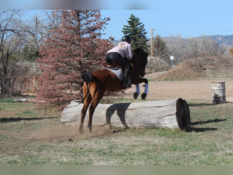 Purosangue arabo Castrone 16 Anni 152 cm Baio ciliegia in Fort Collins, CO