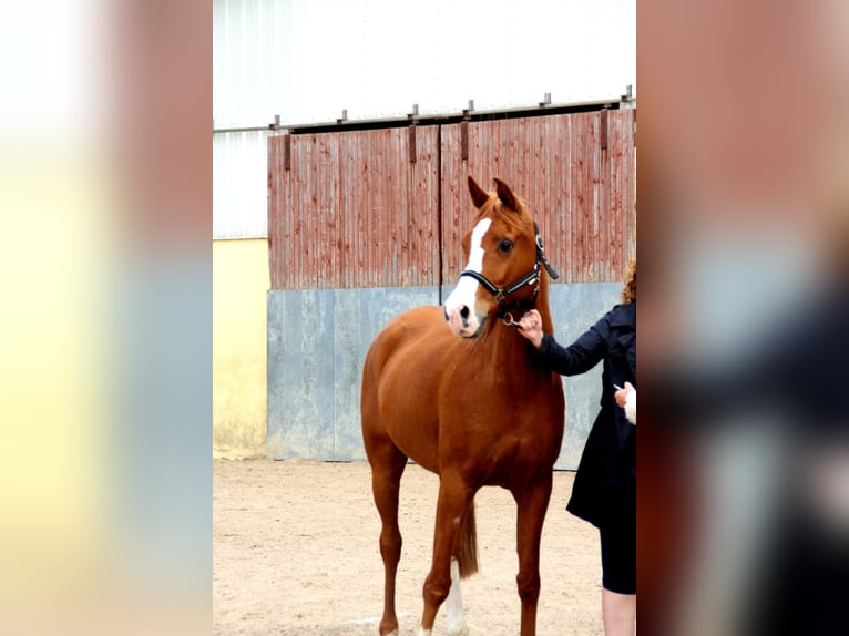 Purosangue arabo Castrone 16 Anni 160 cm Sauro in Mettmann