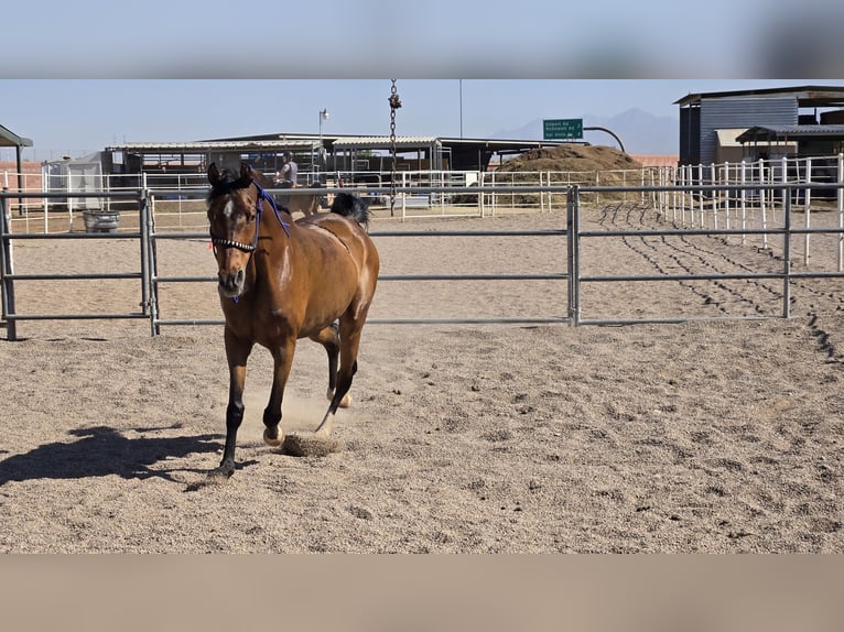Purosangue arabo Castrone 16 Anni Baio ciliegia in Mesa
